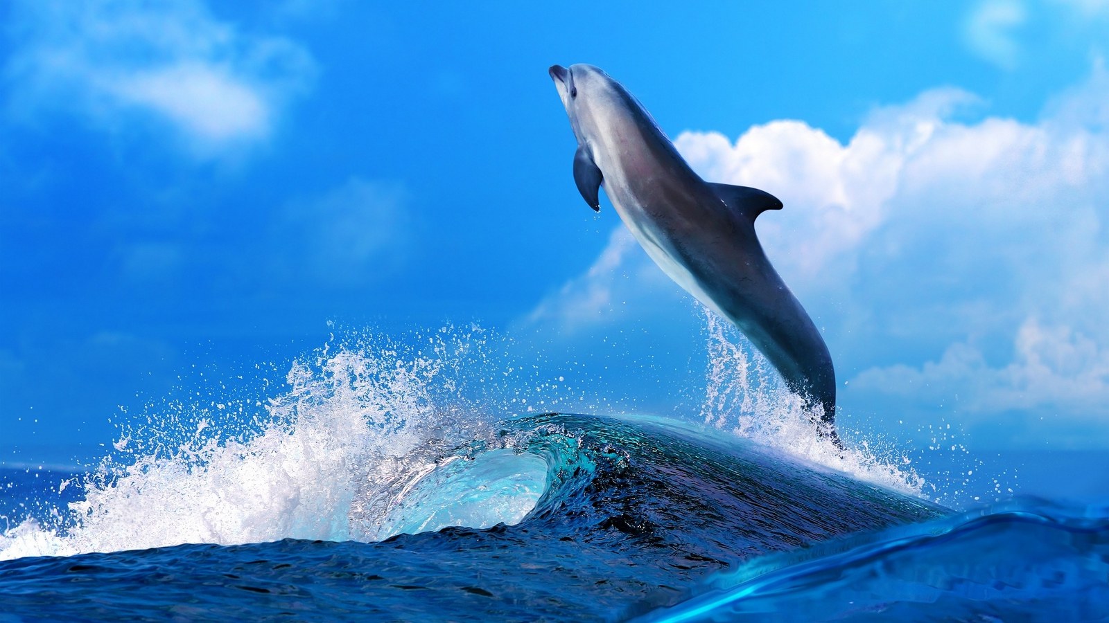dolphin download for windows